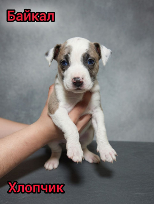 Продаж Цуценят Стафаршидського Терєра White Акційна Ціна !!! фото 2