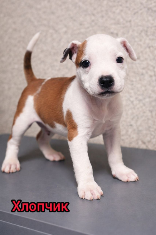 Продаж Цуценят Стафаршидського Терєра White Акційна Ціна !!! фото 3