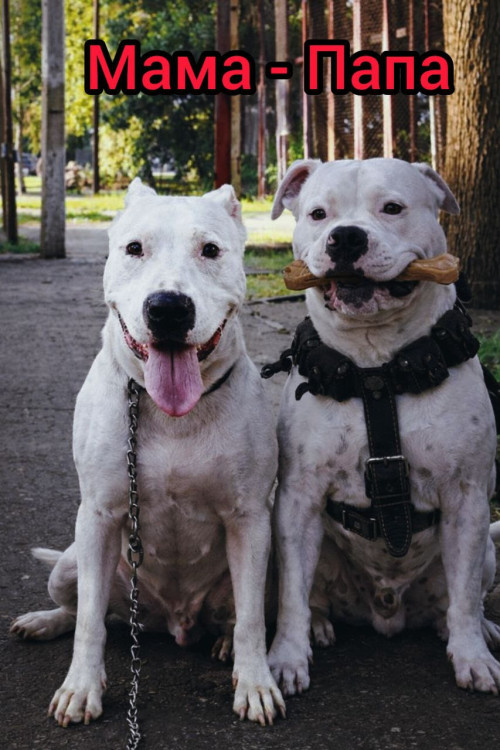 Продаж Цуценят Стафаршидського Терєра White Акційна Ціна !!! фото 4