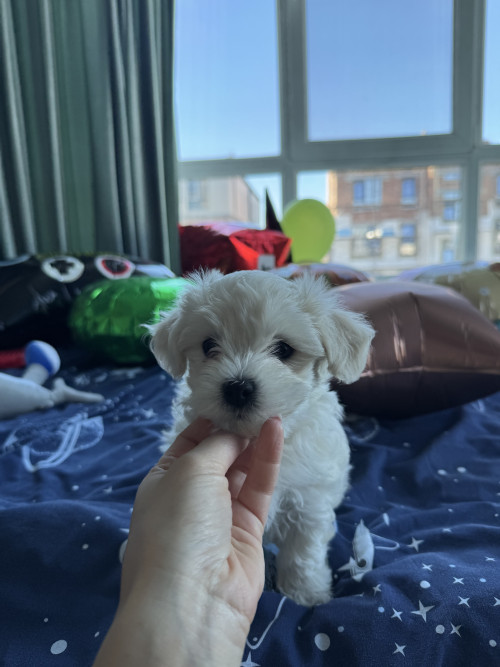 Хлопчики мальтіпу біленькі фото 16