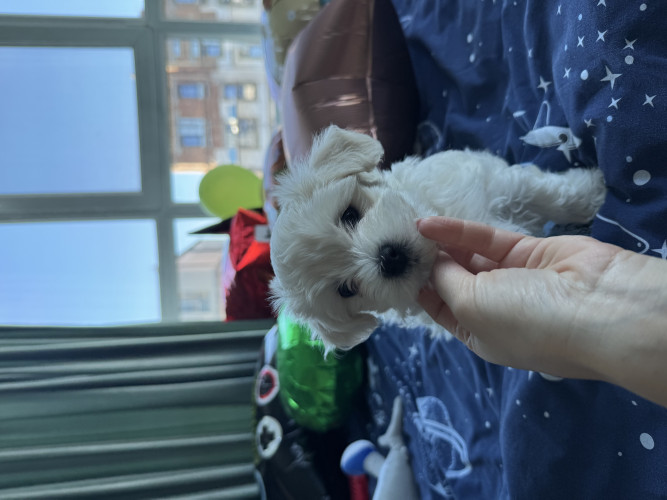 Хлопчики мальтіпу біленькі фото 13