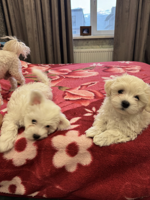 Хлопчики мальтіпу біленькі фото 20