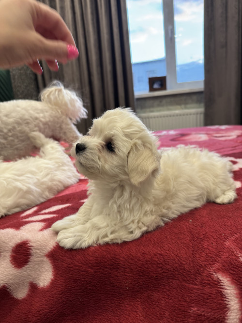 Хлопчики мальтіпу біленькі фото 24