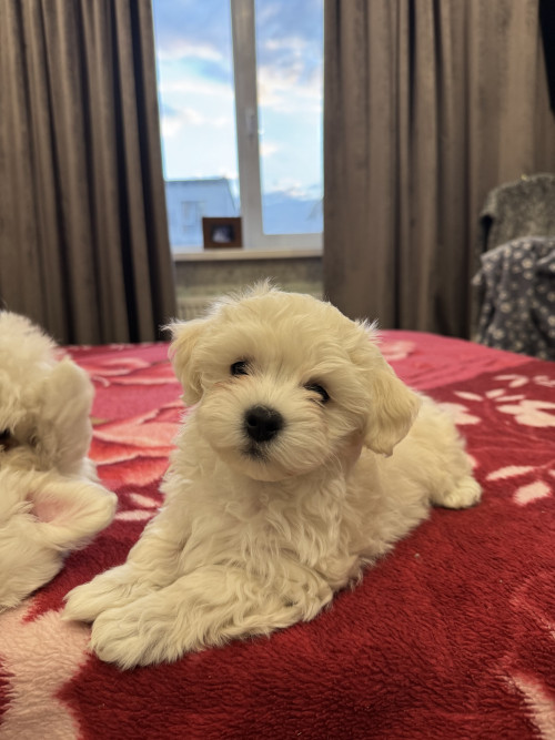 Хлопчики мальтіпу біленькі фото 31