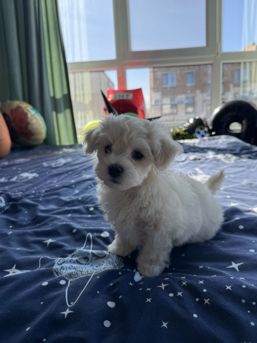 Хлопчики мальтіпу біленькі фото 34