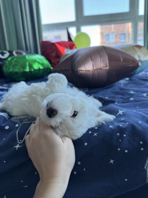 Хлопчики мальтіпу біленькі фото 40