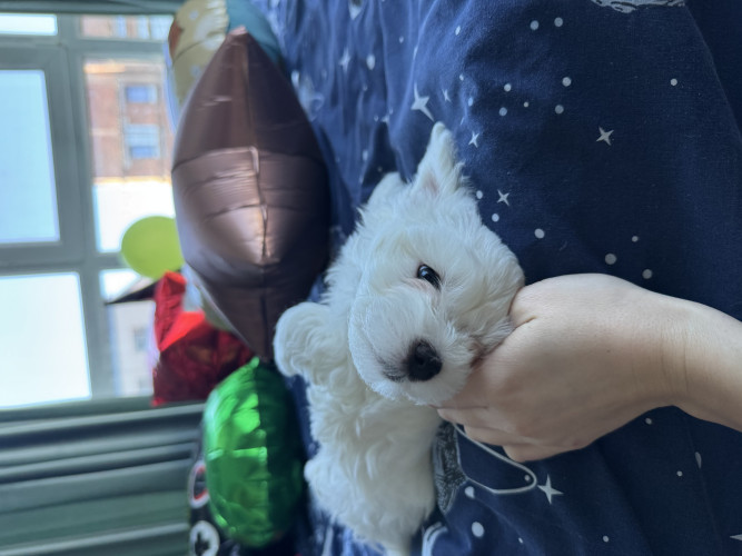 Хлопчики мальтіпу біленькі фото 38