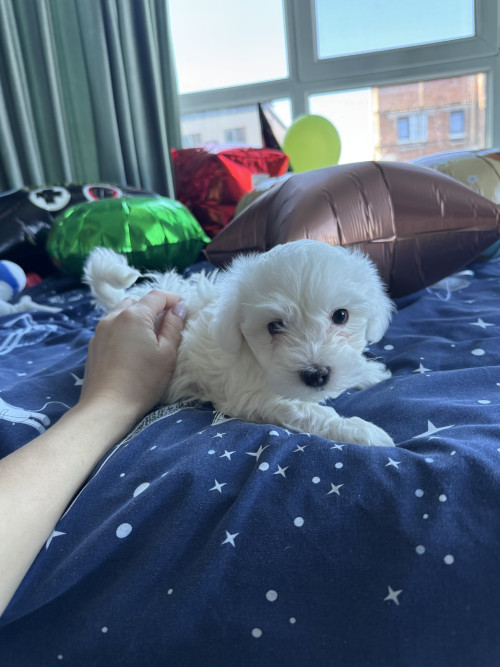 Хлопчики мальтіпу біленькі фото 44