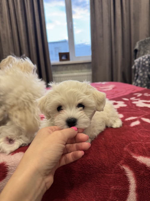 Хлопчики мальтіпу біленькі фото 49