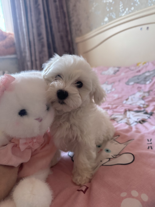 Хлопчики мальтіпу біленькі фото 55