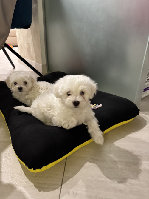 Хлопчики мальтіпу біленькі фото 56