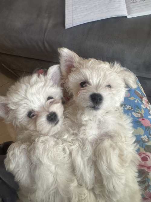 Мальтіпу біленькі фото 2