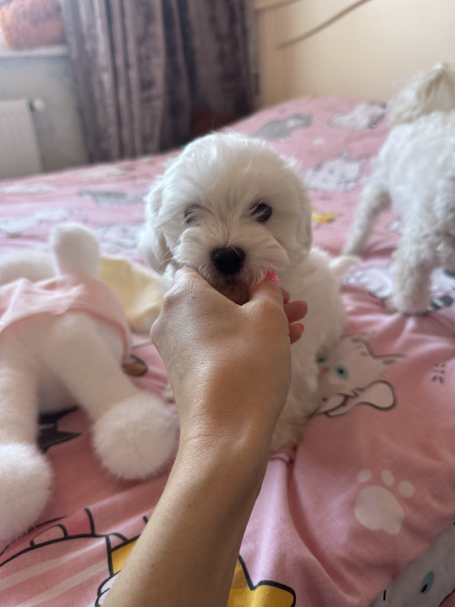 Мальтіпу біленькі фото 6