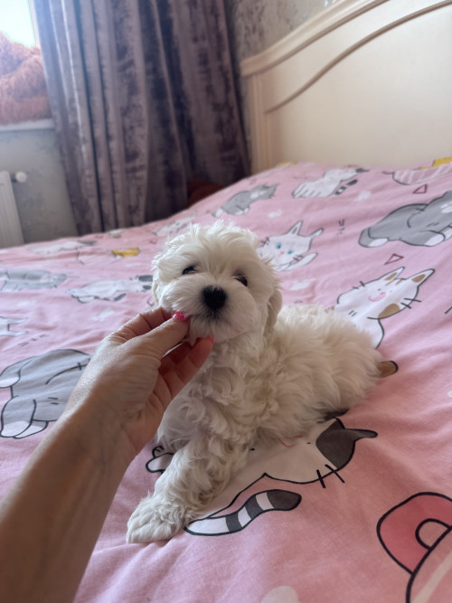 Мальтіпу біленькі фото 10