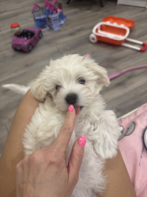 Мальтіпу біленькі фото 5