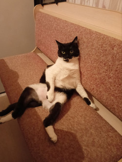 Індивідуальна перетримка котиків/маленьких тваринок