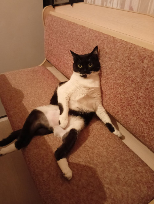 Індивідуальна перетримка котиків/маленьких тваринок 