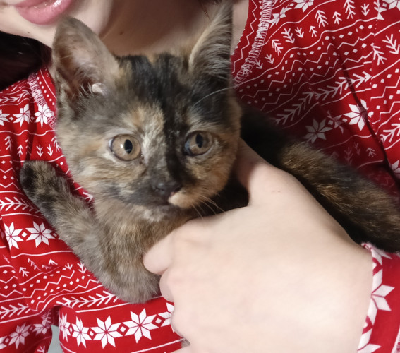 Індивідуальна перетримка котиків/маленьких тваринок фото 2