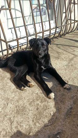 Собака лайка бесплатно