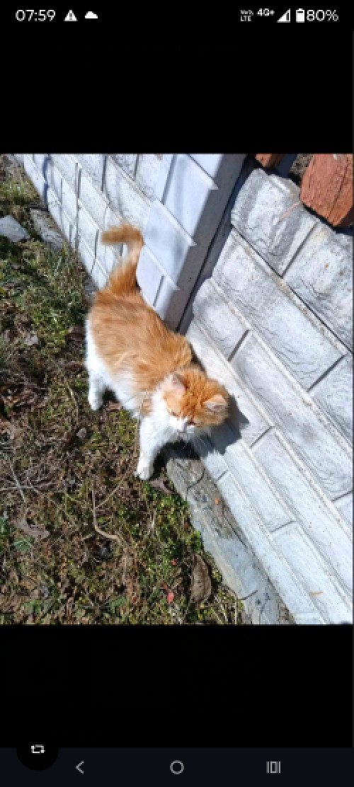 Продаж кішки.   . фото 2