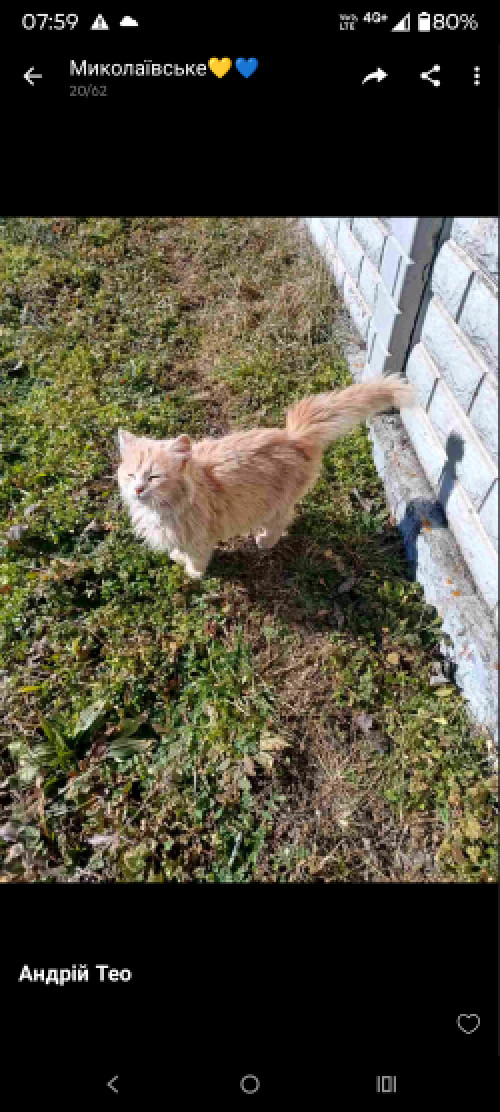 Продаж кішки.   . 