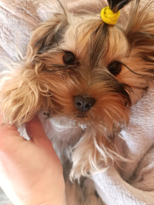 Перетримка собачок та котиків 