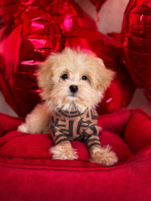 Продаж собаки Мальтіпу 