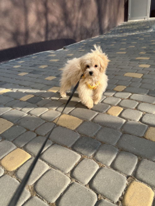 Продаж собаки Мальтіпу фото 2