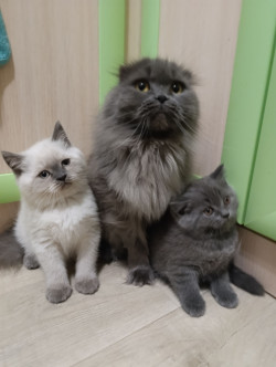 Продаю шотландских котят исклюзивних