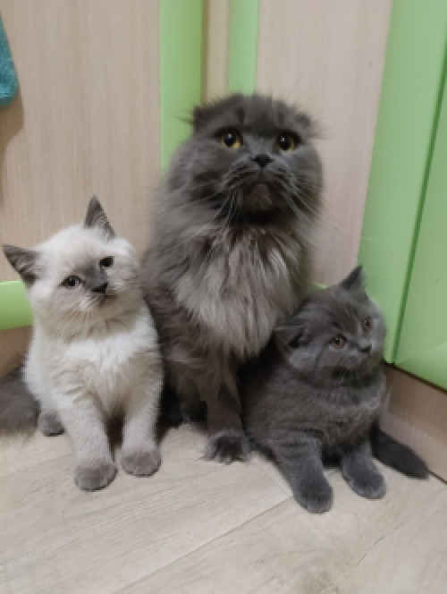 Продаю шотландских котят исклюзивних 