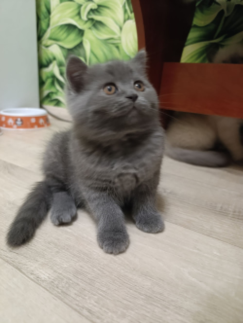 Продаю шотландских котят исклюзивних фото 2