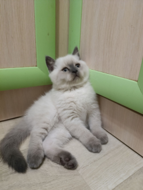 Продаю шотландских котят исклюзивних фото 3