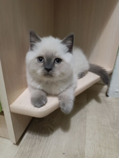 Продаю шотландских котят исклюзивних фото 4