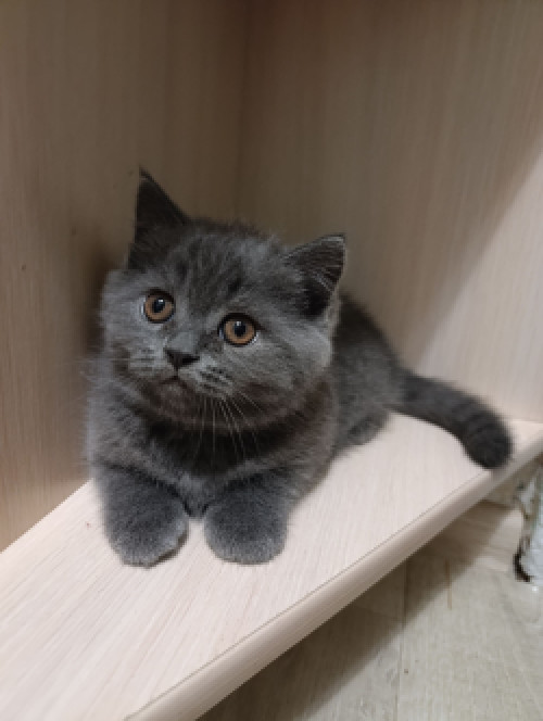 Продаю шотландских котят исклюзивних фото 5