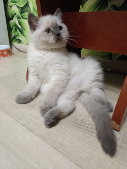 Продаю шотландских котят исклюзивних фото 6