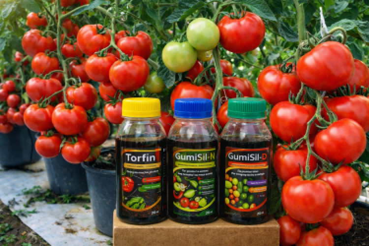 Золота лінійка мікродобрив GumiSil Trio для городу фото 4