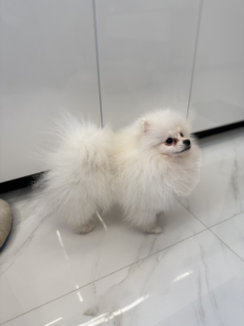 Міні шпіц, дівчинка.  Вага - 1,5 кг (в 6 місяців). 