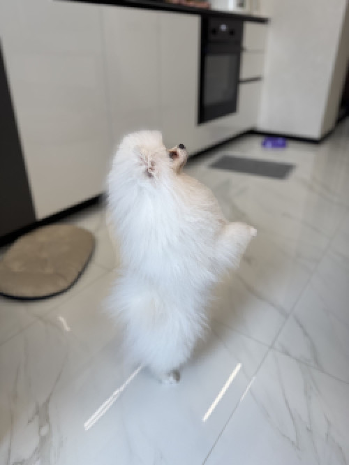 Міні шпіц, дівчинка.  Вага - 1,5 кг (в 6 місяців). фото 2