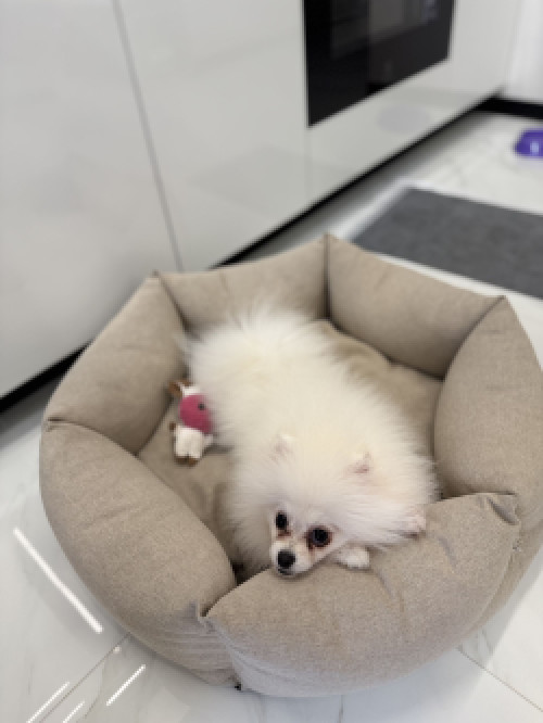 Міні шпіц, дівчинка.  Вага - 1,5 кг (в 6 місяців). фото 3