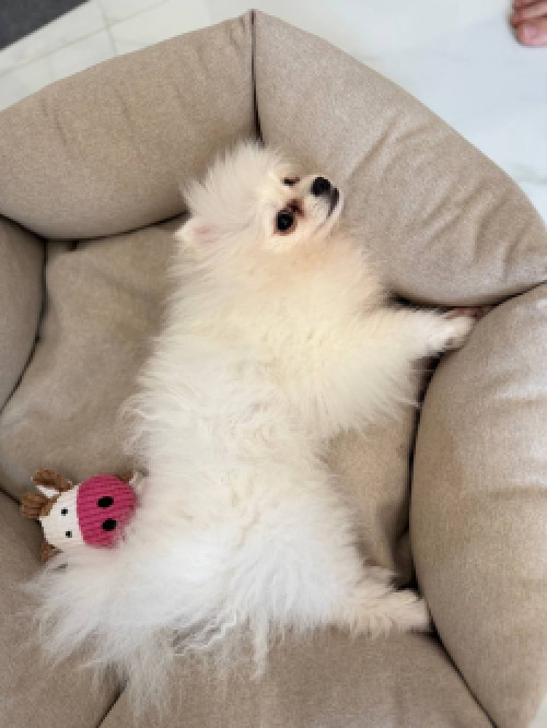 Міні шпіц, дівчинка.  Вага - 1,5 кг (в 6 місяців). фото 4