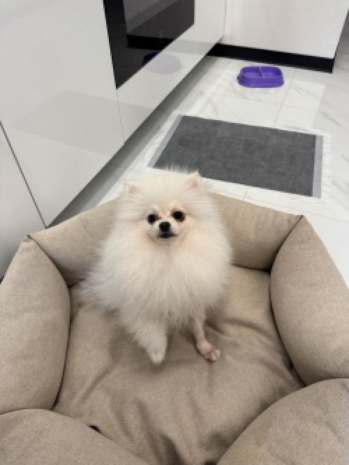 Міні шпіц, дівчинка.  Вага - 1,5 кг (в 6 місяців). фото 5