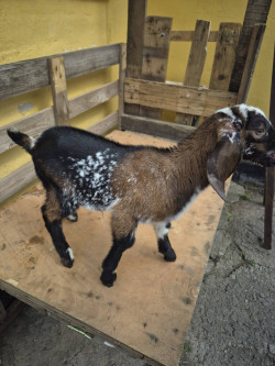 Козенята англонубійські