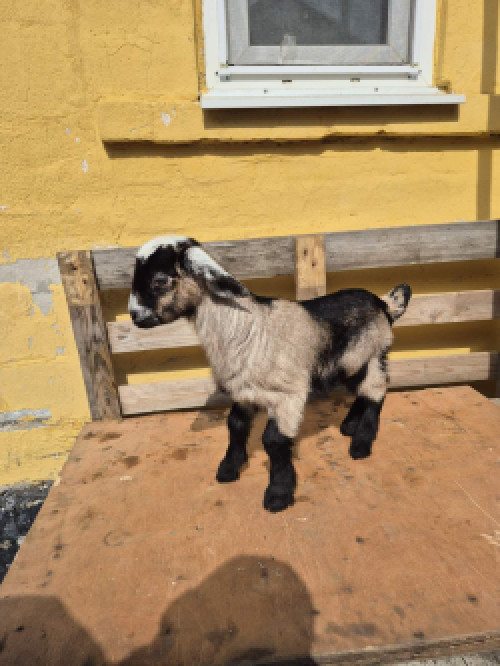 Козенята англонубійські фото 2