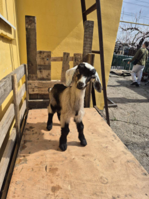 Козенята англонубійські фото 3