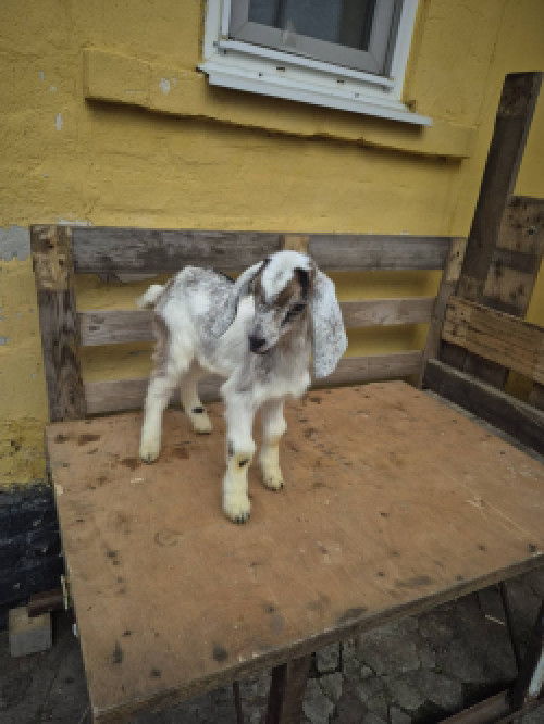 Козенята англонубійські фото 4