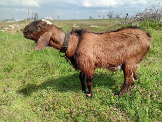 Козенята англонубійські фото 5