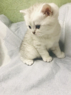 Шиншилова красуня чистокровна