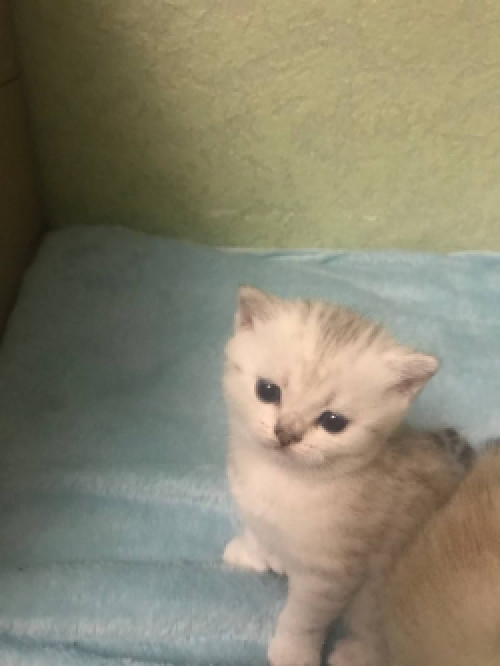 Шиншилова красуня чистокровна фото 2