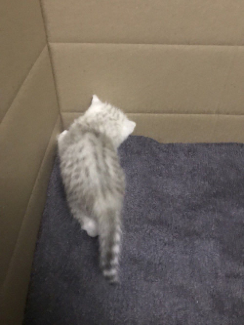 Шиншилова красуня чистокровна фото 3