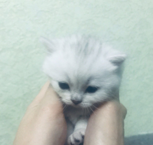 Шиншилова красуня чистокровна фото 4